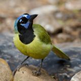 Green Jay