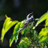 Male singing