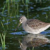 Non-breeding plumage