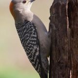 Male - Round Mountain, Texas, US - February 12, 2013