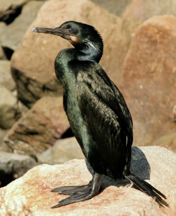 Adult entering breeding plumage