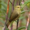 Orange-crowned Warbler