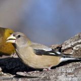 Female with male