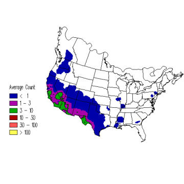 Say's Phoebe winter distribution map