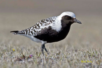 Breeding plumage - June 29.