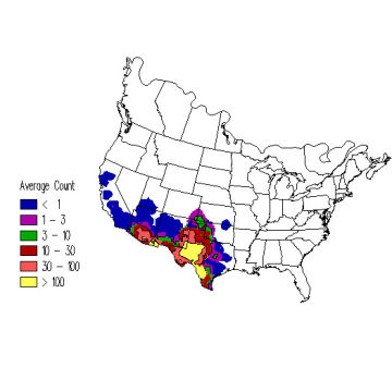 Lark Bunting winter distribution map