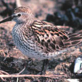 Breeding plumage - March 30.
