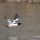 Common Merganser