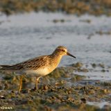 Pectoral Sandpiper