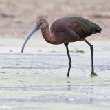 Morro Bay, CA, as it was feeding in the lagoon at the Morro Strand State Beach Campground - September 2011