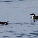 Craveri's Murrelet