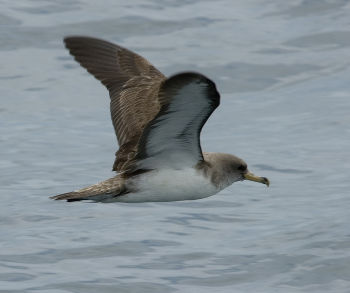 Cory's Shearwater
