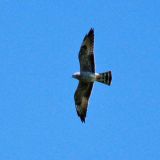 Immature in flight