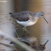 Solitary Sandpiper