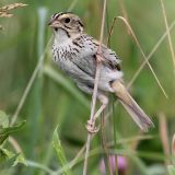 Henslow's Sparrow