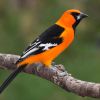 Altamira Oriole