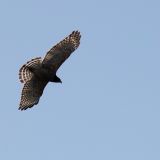 Dark morph seen in West Miramar wetlands.