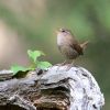 Winter Wren