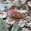 Ruddy Quail-Dove