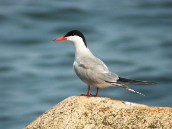 Momauguin, East Haven, CT, US - July 20, 2011