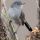 California Gnatcatcher