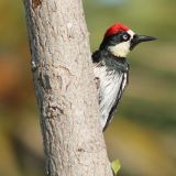 This photo was taken on June 3, 2012 in Sonoma, California, US