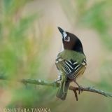 Black-capped Vireo