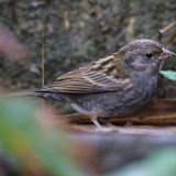 Gray Bunting