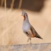 Mountain Quail