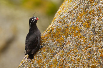 Buldir Island, Western Aleutians