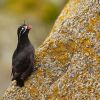 Whiskered Auklet