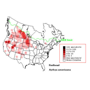 Redhead distribution map