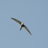 Fork-tailed or Pacific Swift - May 2011