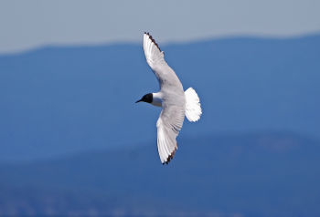 Adult in flight