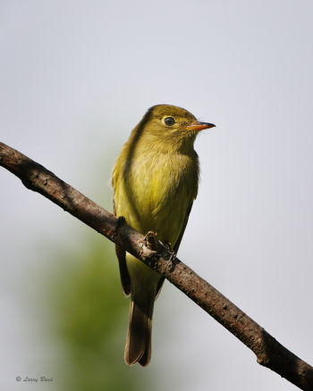 Yellow-bellied Flycatcher