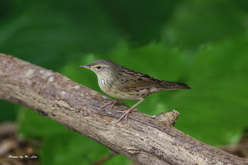 Lanceolated Warbler