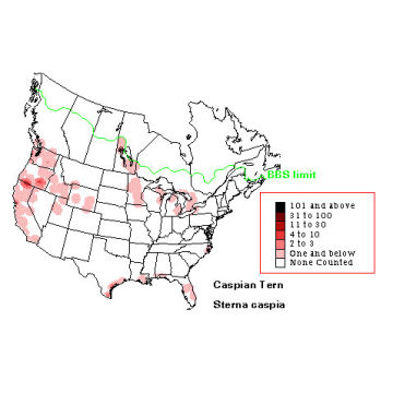 Caspian Tern distribution map