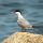 Common Tern