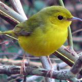 Female Hooded Warbler