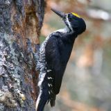 Male - Brunswick, Vermont, US - June 8, 2009