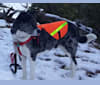 Cooper, a Rat Terrier and German Shepherd Dog mix tested with EmbarkVet.com