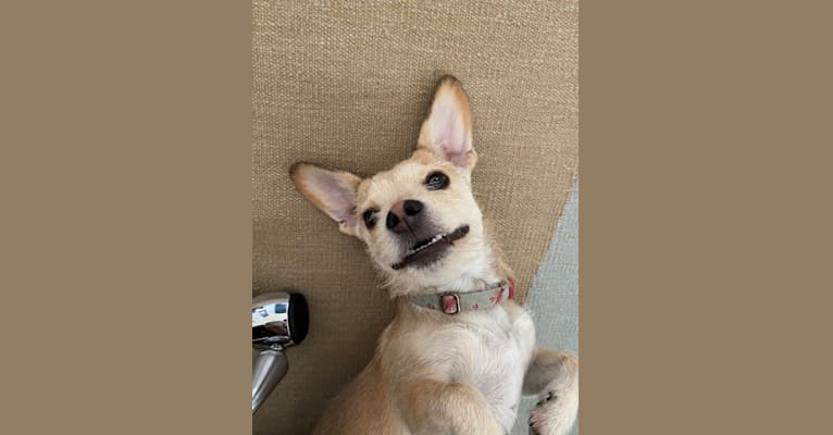 Kevin, a Chihuahua and Australian Cattle Dog mix tested with EmbarkVet.com