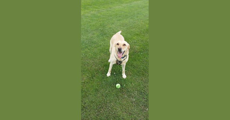 Scout, a Labrador Retriever tested with EmbarkVet.com