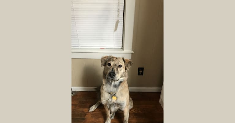 Dakota, a Staffordshire Terrier and Chow Chow mix tested with EmbarkVet.com