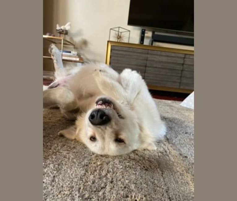 Falkor, a Great Pyrenees and Great Dane mix tested with EmbarkVet.com