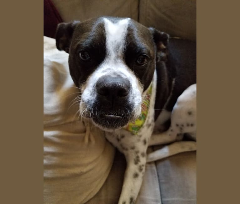 Boston terrier staffordshire mix outlet