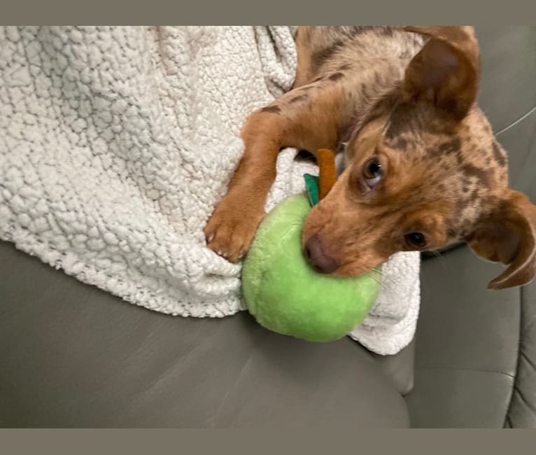 Mokie, a Dachshund and Russell-type Terrier mix tested with EmbarkVet.com