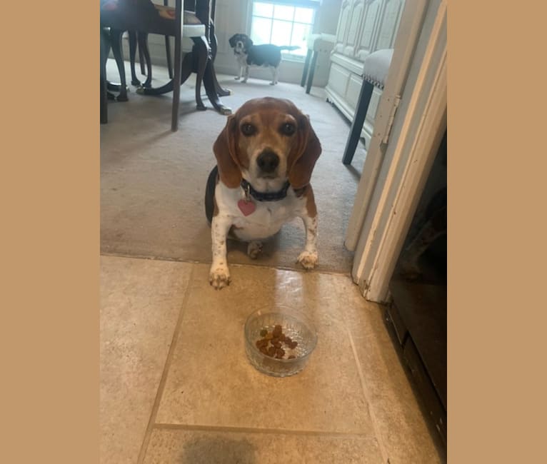 Photo of Holly, a Beagle  in Memphis, Tennessee, USA