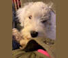 Photo of Marceline, a Sealyham Terrier 