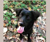 Moddy, a Staffordshire Terrier and Labrador Retriever mix tested with EmbarkVet.com